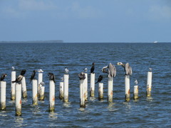 Thalasseus sandvicensis