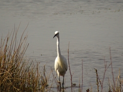 Egretta garzetta