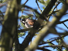 Emberiza schoeniclus