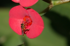 Tetragonisca angustula