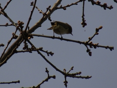 Phylloscopus collybita