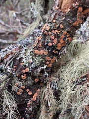 Aleurodiscus amorphus