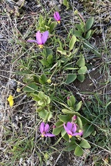 Primula pauciflora cusickii