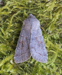 Orthosia populeti