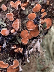 Aleurodiscus amorphus