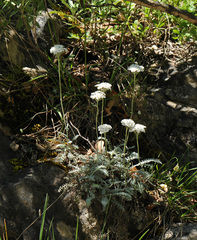 Achillea fraasii