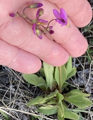 Primula pauciflora cusickii