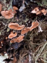 Aleurodiscus amorphus