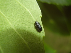 Maoraxia eremita