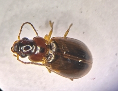 Dicheirotrichus placidus