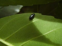 Maoraxia eremita