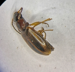 Dicheirotrichus placidus