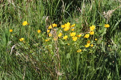Caltha palustris