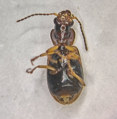 Dicheirotrichus placidus
