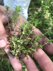 Alchemilla australis