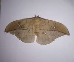 Copaxa multifenestrata