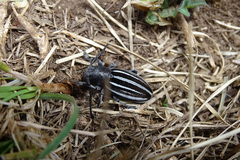 Dorcadion fuliginator meridionale