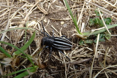 Dorcadion fuliginator meridionale
