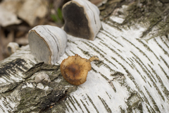 Conocybe aporos