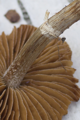 Conocybe aporos