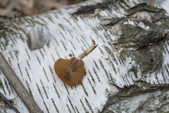 Conocybe aporos