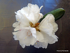 Rhododendron yakushimanum