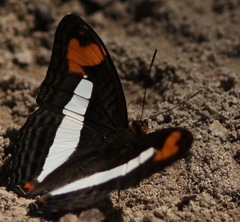 Adelpha barnesia