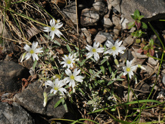 Cerastium candidissimum