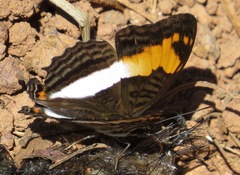 Adelpha capucinus
