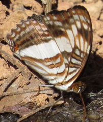 Adelpha capucinus
