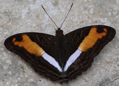 Adelpha cocala
