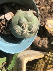 Coryphantha elephantidens