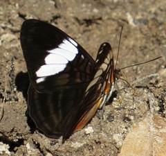 Adelpha epione