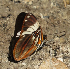 Adelpha epione