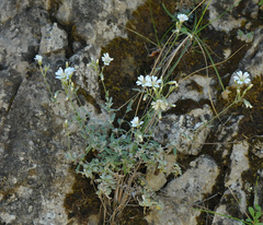 Cerastium candidissimum