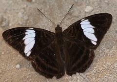 Adelpha epione
