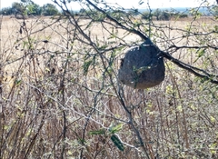 Brachygastra mellifica