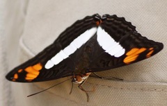Adelpha erotia