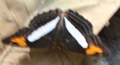 Adelpha barnesia