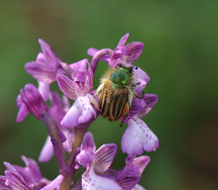 Eulasia pareyssei