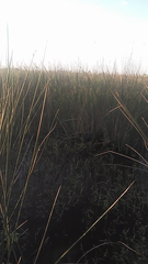 Spartonoica maluroides