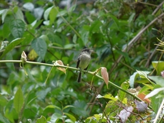 Empidonax atriceps