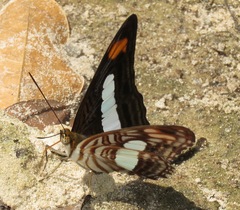 Adelpha iphiclus