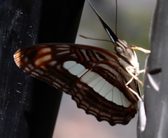 Adelpha iphiclus