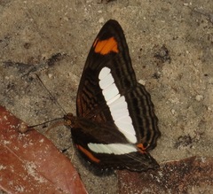 Adelpha iphiclus