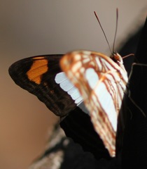 Adelpha iphiclus