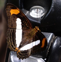 Adelpha iphiclus