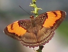 Adelpha mesentina