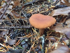 Lactarius fragilis