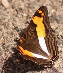 Adelpha thesprotia